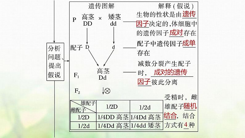 苏教版2024届高考生物一轮复习分离定律课件第7页