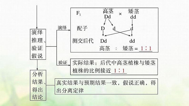 苏教版2024届高考生物一轮复习分离定律课件第8页