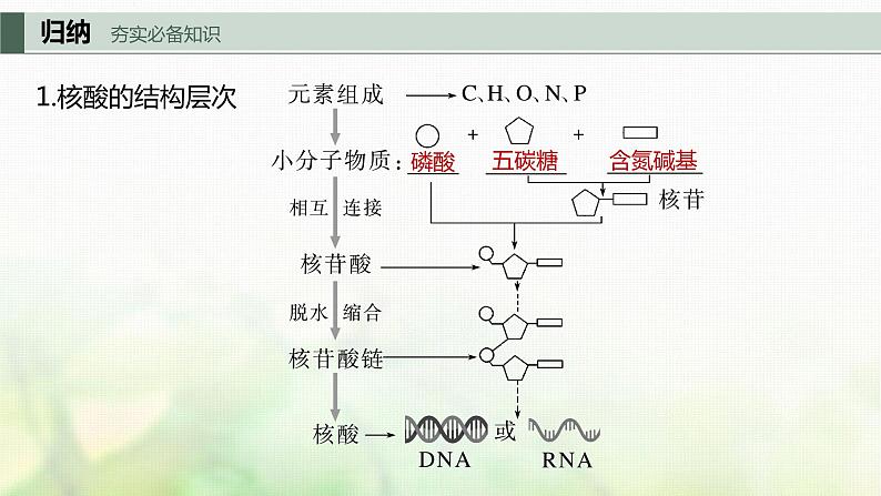 苏教版2024届高考生物一轮复习核酸是遗传信息的携带者课件第5页