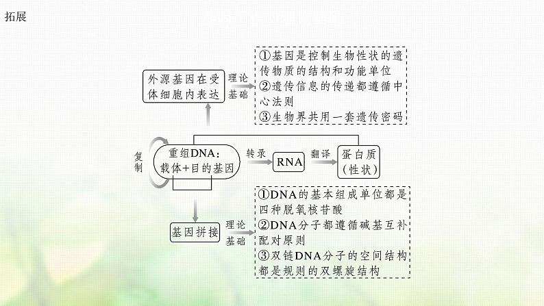 苏教版2024届高考生物一轮复习基因工程的基本工具和基本操作程序课件06