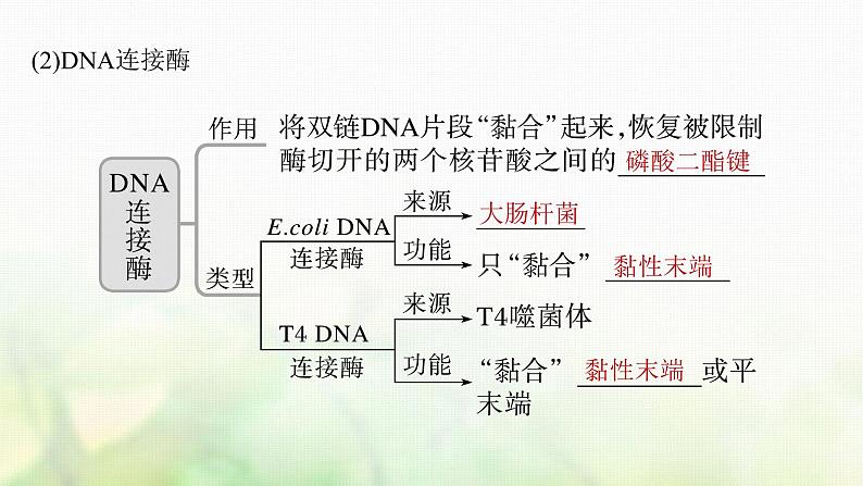 苏教版2024届高考生物一轮复习基因工程的基本工具和基本操作程序课件08