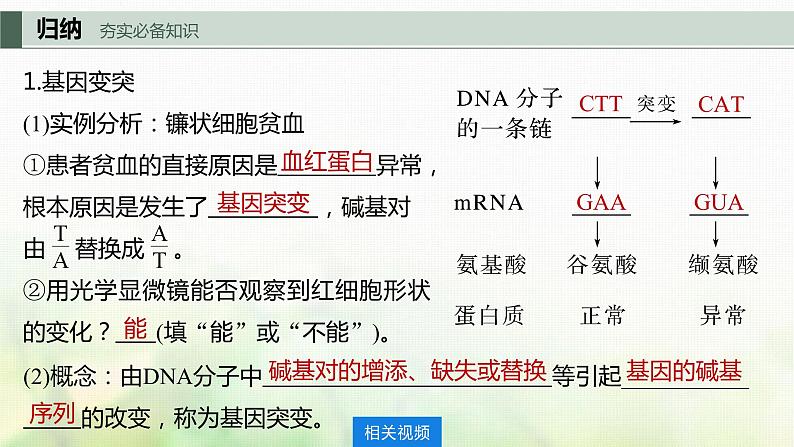 苏教版2024届高考生物一轮复习基因突变和基因重组课件第5页