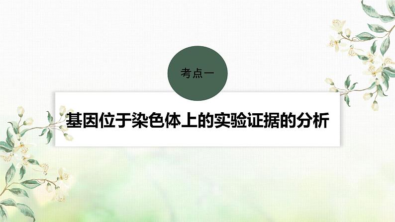 苏教版2024届高考生物一轮复习基因在染色体上的证据与性别决定课件第4页