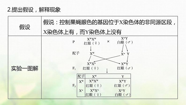 苏教版2024届高考生物一轮复习基因在染色体上的证据与性别决定课件第8页