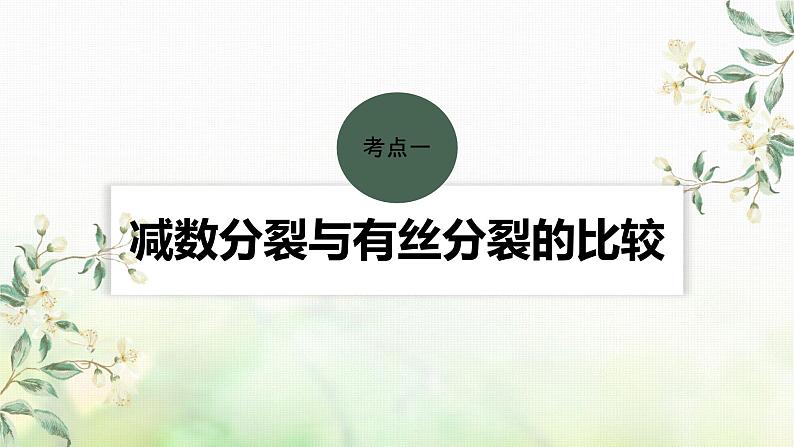 苏教版2024届高考生物一轮复习减数分裂与有丝分裂的比较以及观察植物细胞的减数分裂课件第4页