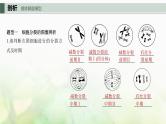 苏教版2024届高考生物一轮复习减数分裂与有丝分裂的比较以及观察植物细胞的减数分裂课件