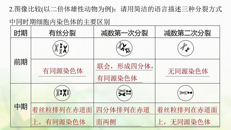 苏教版2024届高考生物一轮复习减数分裂与有丝分裂的比较以及观察植物细胞的减数分裂课件第6页