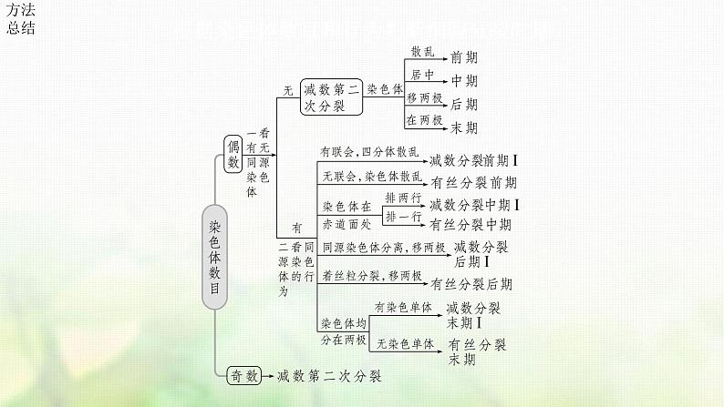 苏教版2024届高考生物一轮复习减数分裂与有丝分裂的比较以及观察植物细胞的减数分裂课件08