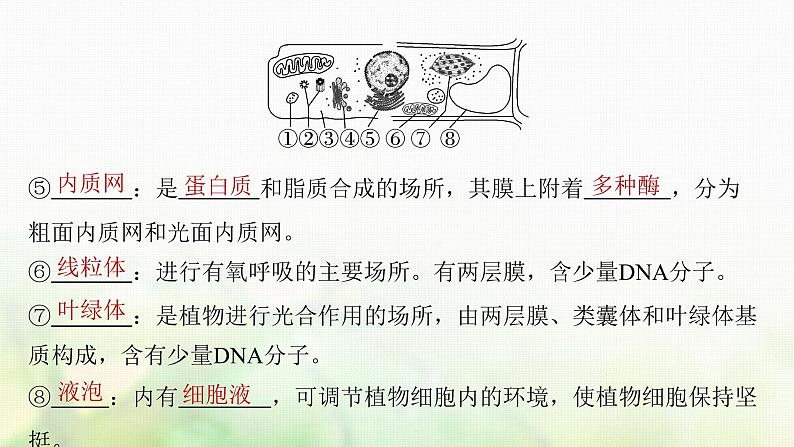 苏教版2024届高考生物一轮复习结构与功能独特的细胞器课件第7页