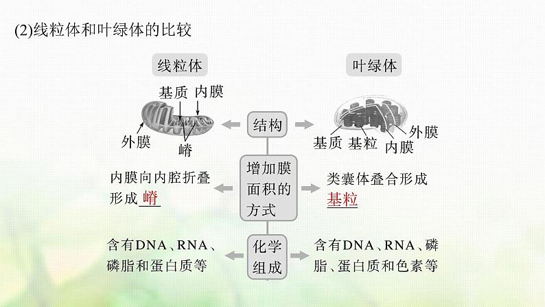 苏教版2024届高考生物一轮复习结构与功能独特的细胞器课件第8页