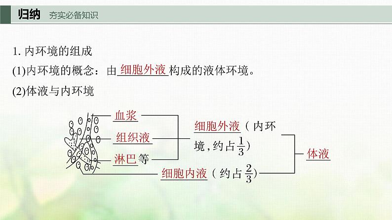 苏教版2024届高考生物一轮复习内环境的稳态课件第5页