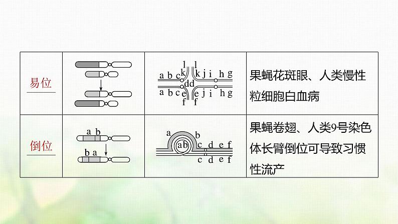 苏教版2024届高考生物一轮复习染色体变异课件第6页