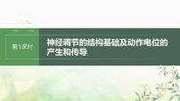 苏教版2024届高考生物一轮复习神经调节的结构基础及动作电位的产生和传导课件