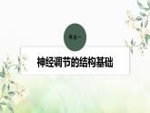 苏教版2024届高考生物一轮复习神经调节的结构基础及动作电位的产生和传导课件