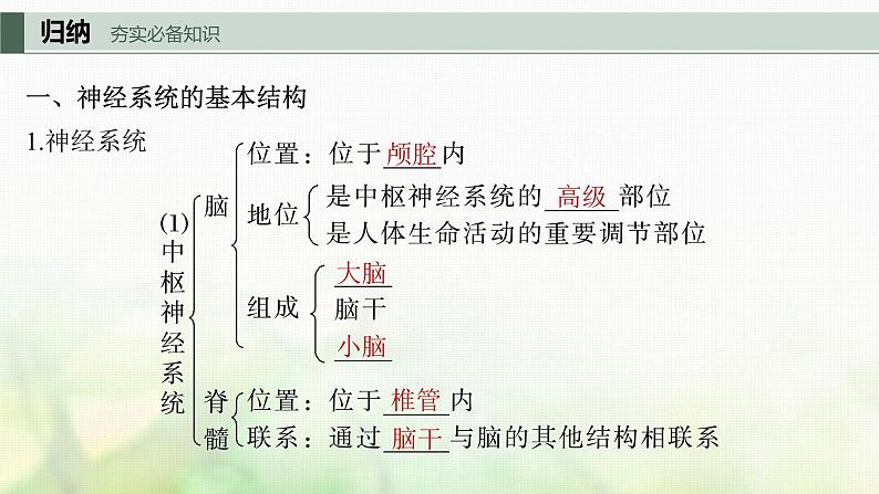 苏教版2024届高考生物一轮复习神经调节的结构基础及动作电位的产生和传导课件第5页