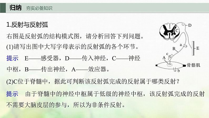 苏教版2024届高考生物一轮复习神经调节的基本方式、神经系统的分级调节及人脑的高级功能课件05