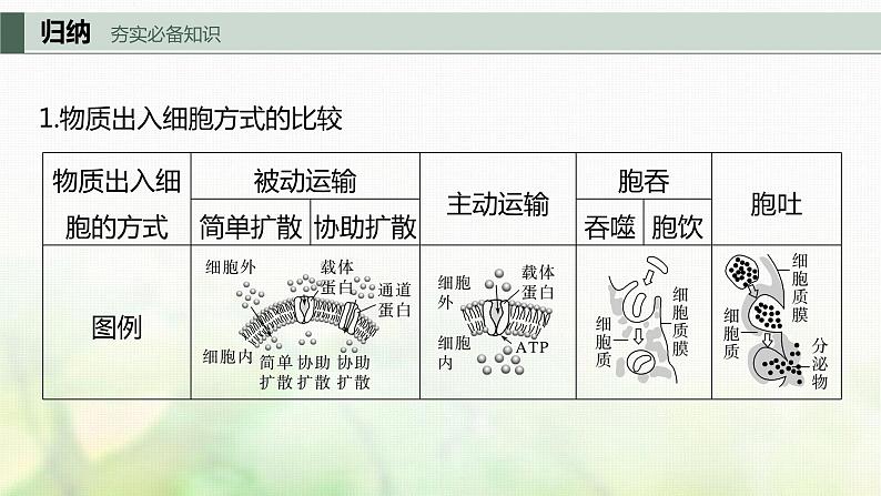 苏教版2024届高考生物一轮复习物质出入细胞的方式及影响因素课件第3页