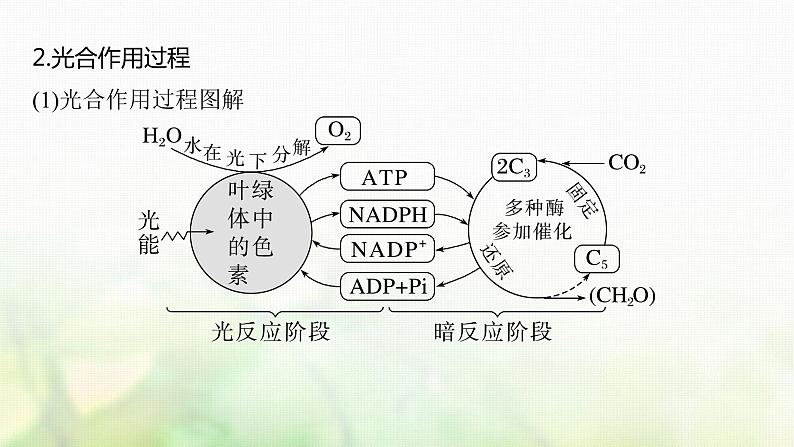 苏教版2024届高考生物一轮复习探索光合作用及其过程课件第5页