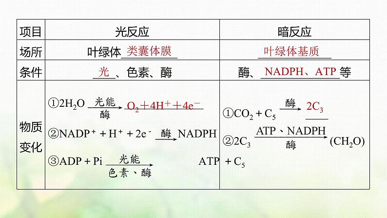 苏教版2024届高考生物一轮复习探索光合作用及其过程课件第6页