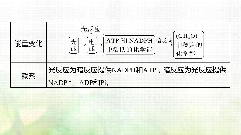 苏教版2024届高考生物一轮复习探索光合作用及其过程课件第7页