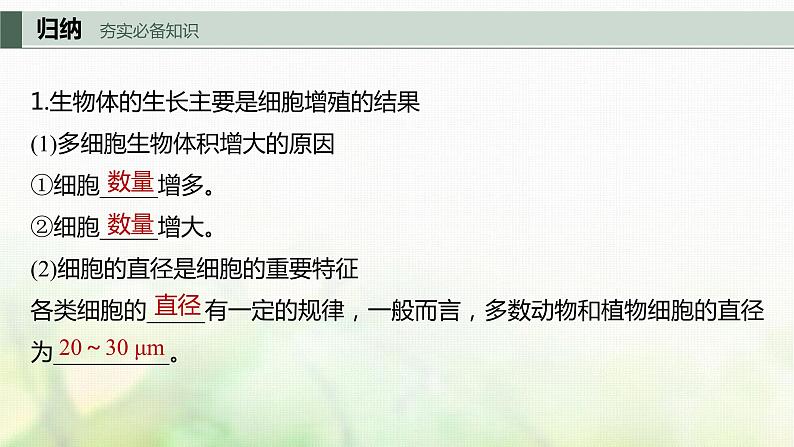 苏教版2024届高考生物一轮复习细胞的增殖课件05