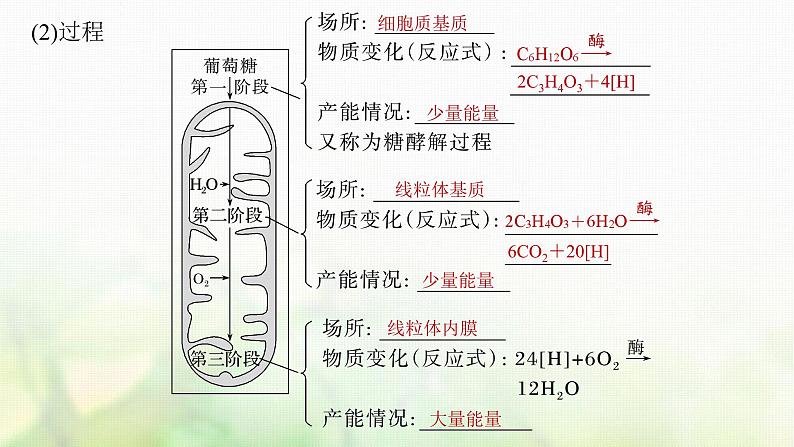 苏教版2024届高考生物一轮复习细胞呼吸——能量的转化和利用课件06