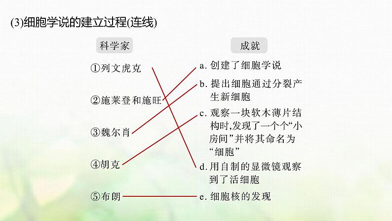 苏教版2024届高考生物一轮复习细胞学说、原核细胞和真核细胞的主要区别课件06