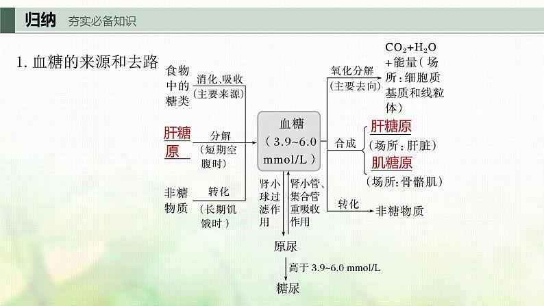 苏教版2024届高考生物一轮复习血糖平衡、水盐平衡和体温稳定的调节课件第5页