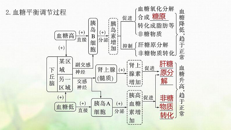 苏教版2024届高考生物一轮复习血糖平衡、水盐平衡和体温稳定的调节课件第6页