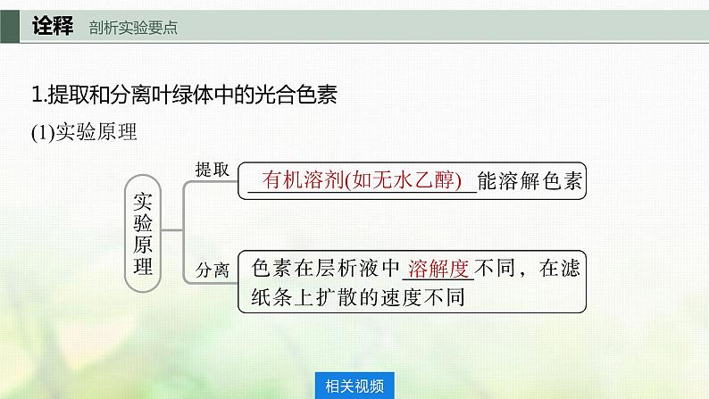 苏教版2024届高考生物一轮复习叶绿体与光能的捕获课件第3页