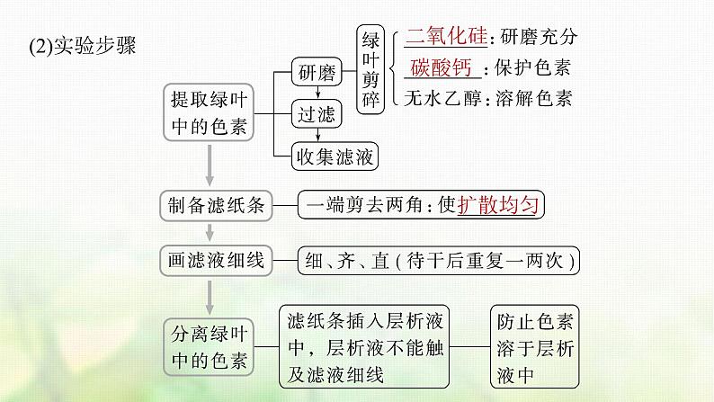 苏教版2024届高考生物一轮复习叶绿体与光能的捕获课件第5页