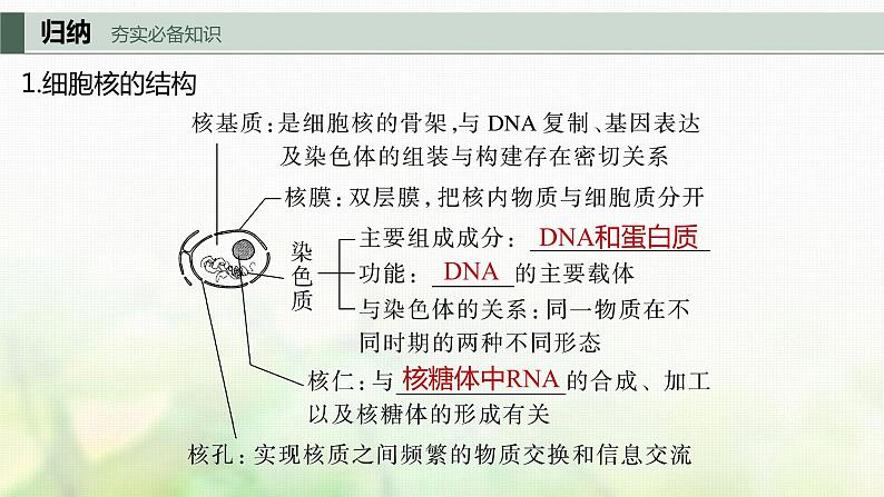 苏教版2024届高考生物一轮复习遗传信息主要储存在细胞核中课件03