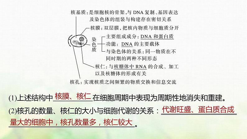 苏教版2024届高考生物一轮复习遗传信息主要储存在细胞核中课件04