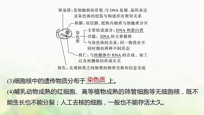 苏教版2024届高考生物一轮复习遗传信息主要储存在细胞核中课件05