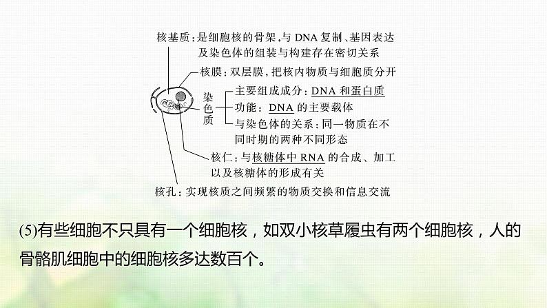 苏教版2024届高考生物一轮复习遗传信息主要储存在细胞核中课件06