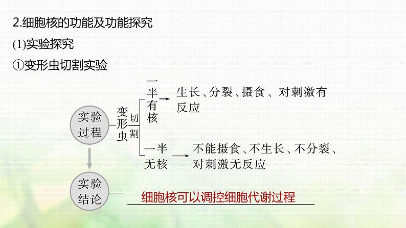 苏教版2024届高考生物一轮复习遗传信息主要储存在细胞核中课件08