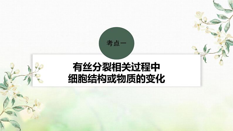 苏教版2024届高考生物一轮复习有丝分裂过程中的相关变化及观察实验课件04