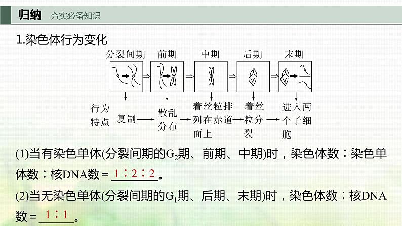 苏教版2024届高考生物一轮复习有丝分裂过程中的相关变化及观察实验课件05