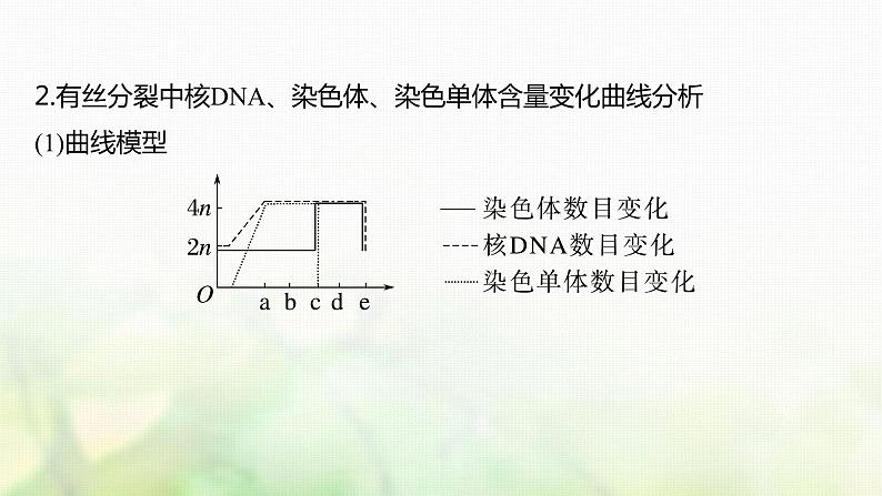 苏教版2024届高考生物一轮复习有丝分裂过程中的相关变化及观察实验课件06