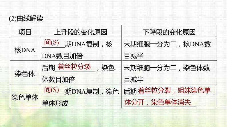 苏教版2024届高考生物一轮复习有丝分裂过程中的相关变化及观察实验课件07