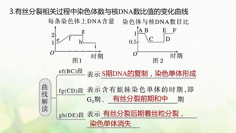 苏教版2024届高考生物一轮复习有丝分裂过程中的相关变化及观察实验课件08