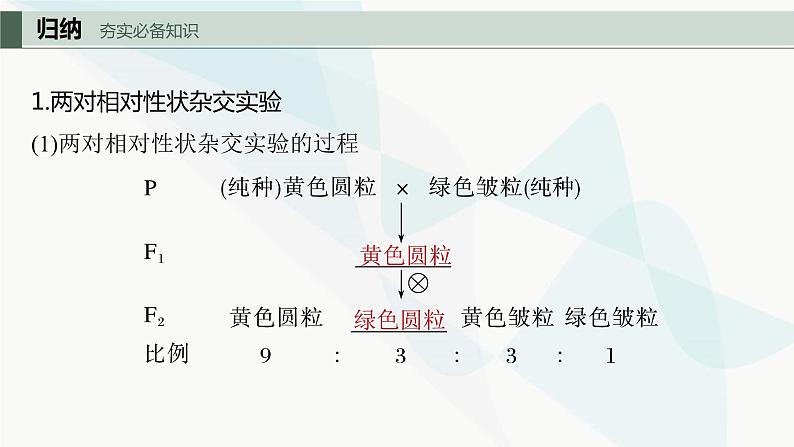 苏教版2024届高考生物一轮复习自由组合定律课件第5页