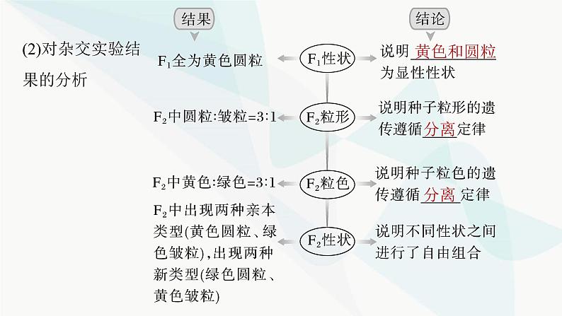 苏教版2024届高考生物一轮复习自由组合定律课件第6页