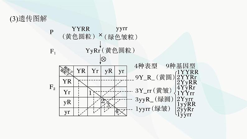 苏教版2024届高考生物一轮复习自由组合定律课件第7页