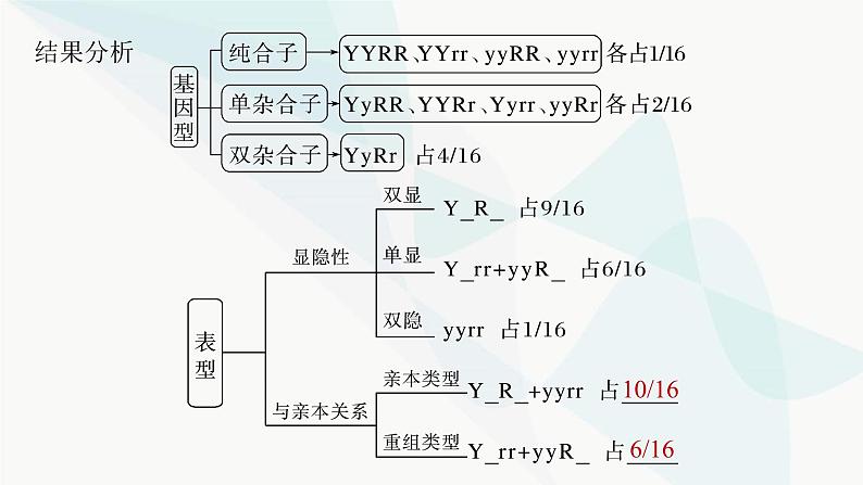 苏教版2024届高考生物一轮复习自由组合定律课件第8页