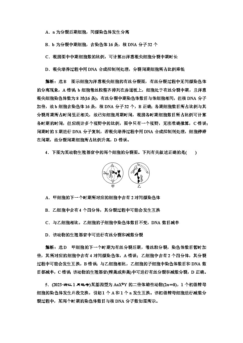 2024届人教版高考生物一轮复习细胞的增殖(含减数分裂)作业含答案第2页