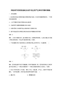 2024届苏教版高考生物一轮复习神经调节的结构基础及动作电位的产生和传导作业含答案