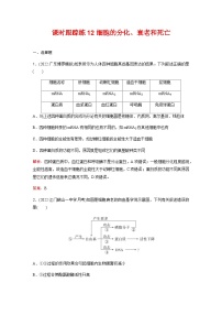 人教版2024届高考生物一轮复习细胞的分化、衰老和死亡作业含答案