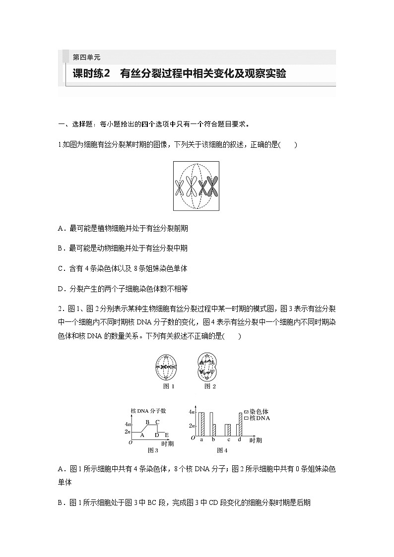 人教版2024届高考生物一轮复习有丝分裂过程中相关变化及观察实验作业含答案第1页