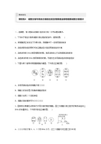 人教版2024届高考生物一轮复习减数分裂与有丝分裂的比较及观察蝗虫精母细胞减数分裂装片作业含答案